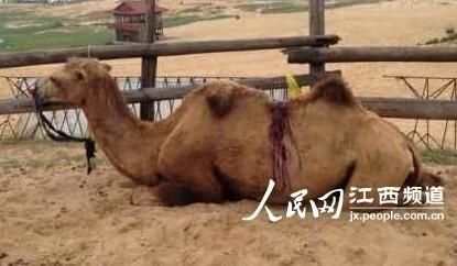 娱乐生活 第91页