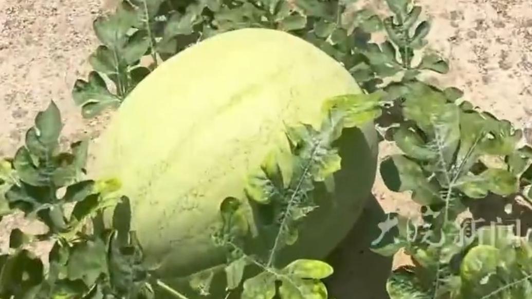 游戏专题 第66页